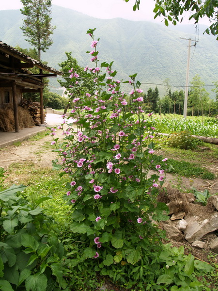 P6100314_调整大小.JPG