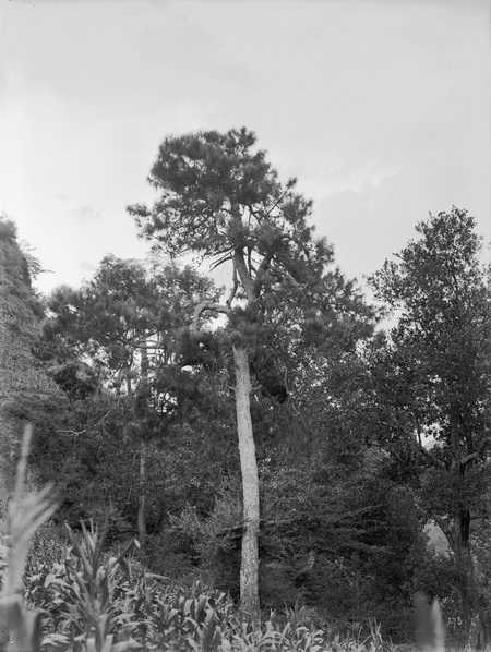 1908-08-03 Hanyuan Xian_调整大小.jpg