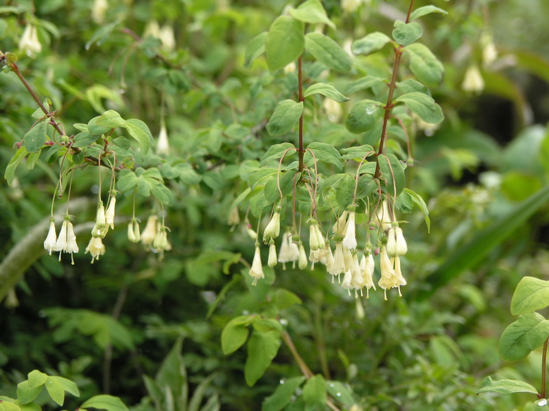 P6150458_调整大小.JPG