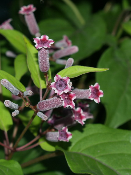 P6272202_调整大小.JPG P6272202_调整大小.JPG