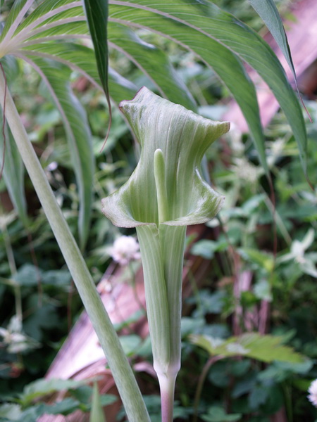 P6120484_调整大小.JPG