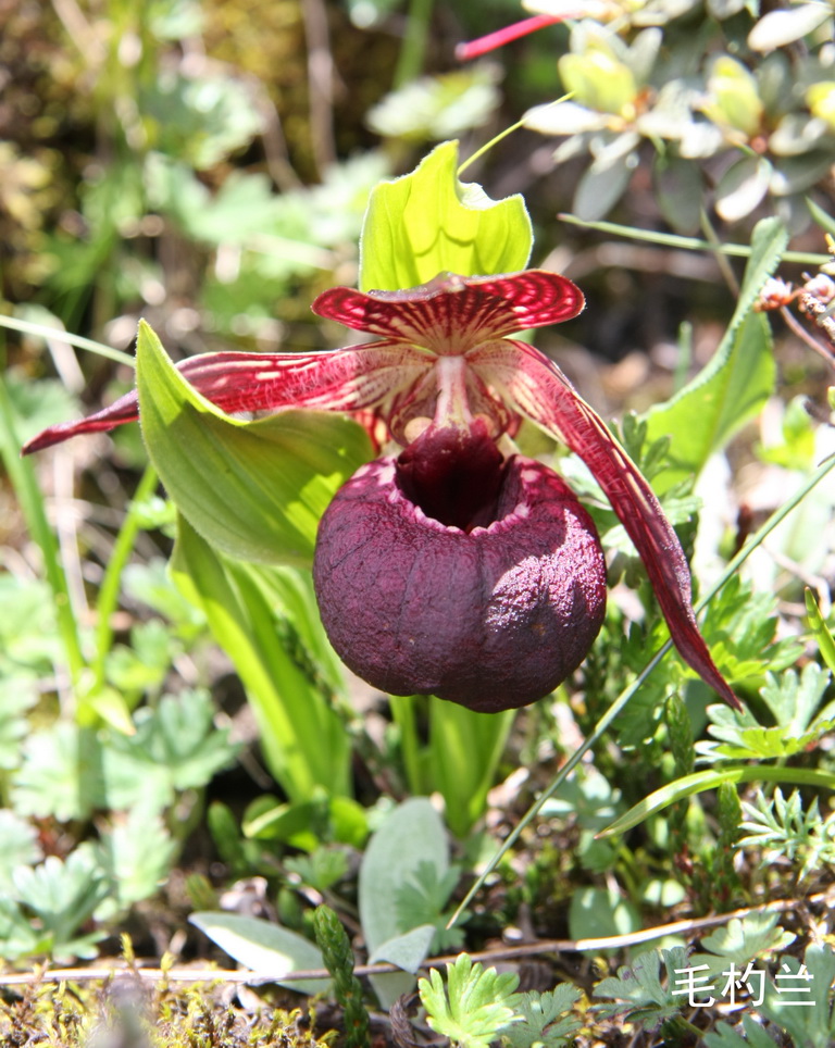 64 毛杓兰_调整大小.jpg