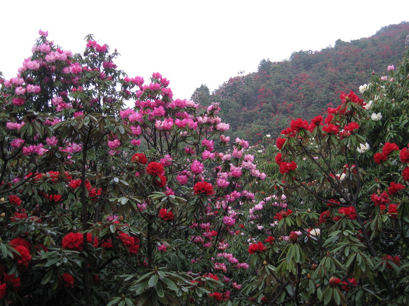 IMG_8478_调整大小.JPG