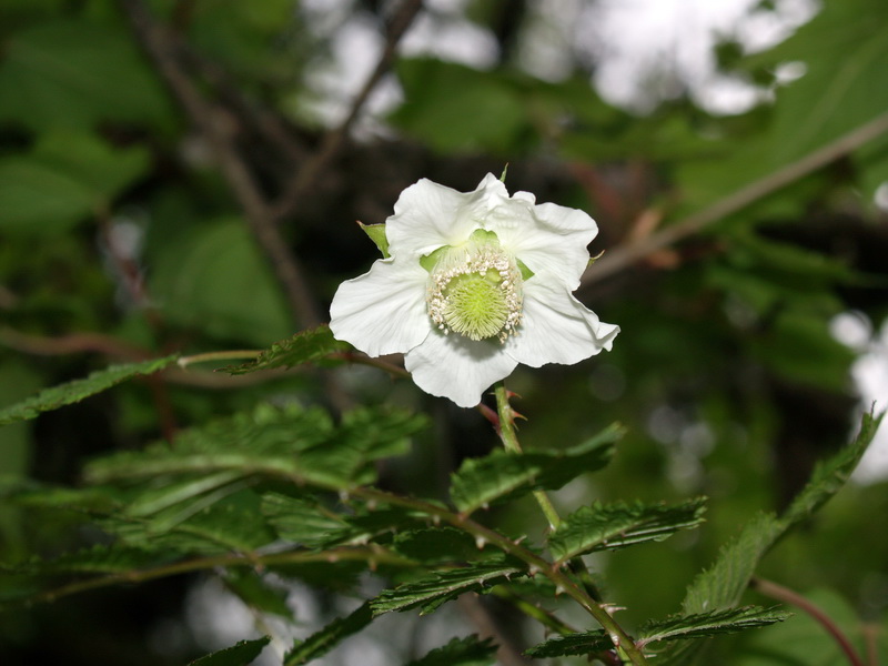 P6049508_调整大小.JPG