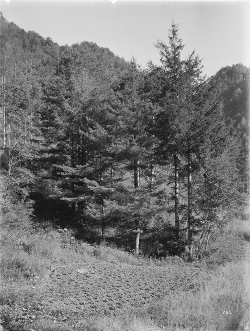 085 1910-06-16湖北省  房县 云杉、华山松、铁杉杉中国_调整大小.jpg