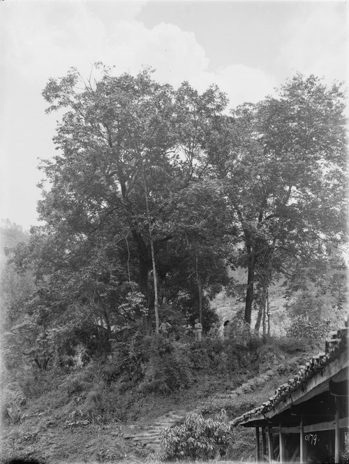 179 1910-06-30四川巫溪（大宁）3_调整大小.jpg