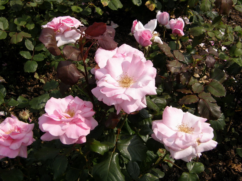 P6100048_调整大小.JPG