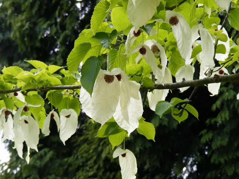 Nymans May09 (1)_调整大小.JPG