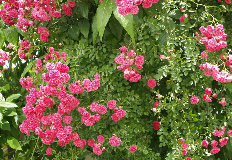 P6039443_调整大小.JPG