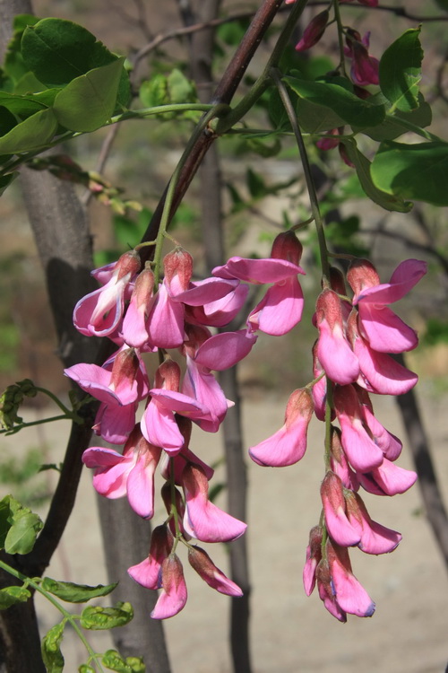 IMG_6652_调整大小.JPG