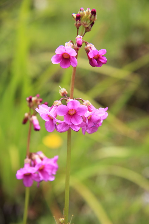 香海仙花 _调整大小.jpg
