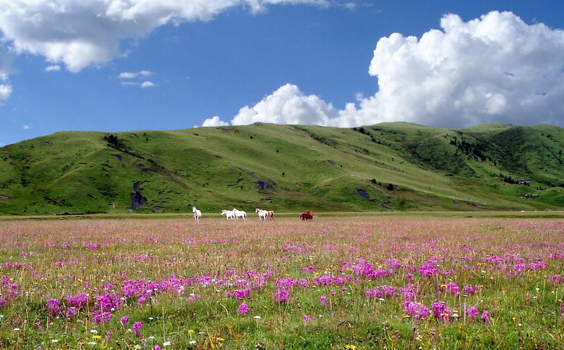 9 草原_调整大小.jpg