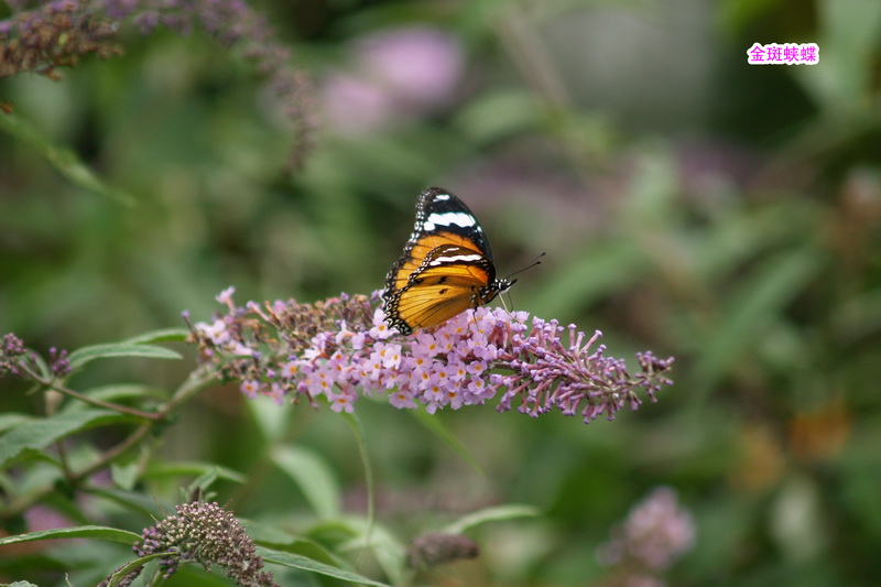 13 金斑蛱蝶_调整大小.JPG