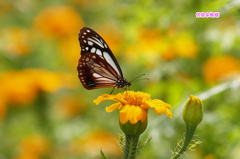 11 仿斑伞蛱蝶_调整大小.JPG