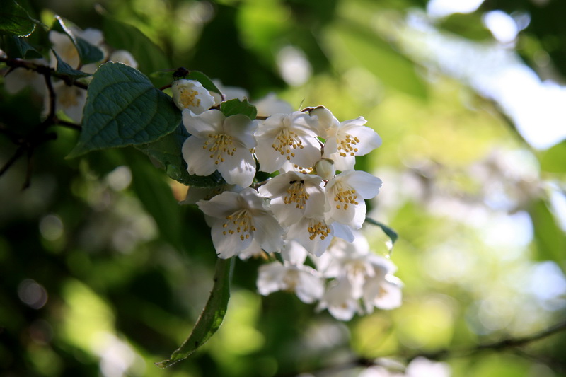 IMG_8725_调整大小.JPG IMG_8725_调整大小.JPG