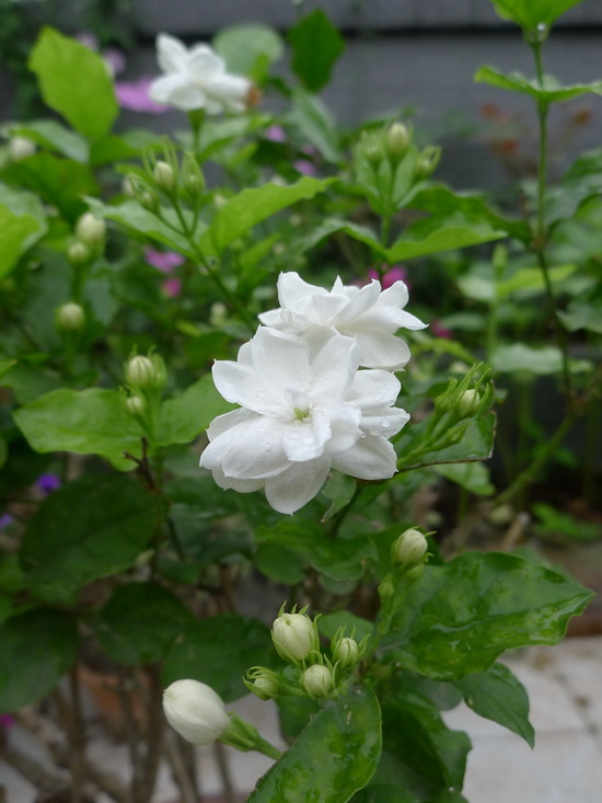 P1020031_调整大小.JPG