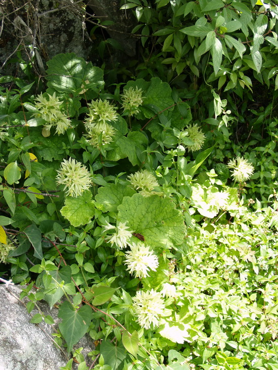 P6090073_调整大小.JPG