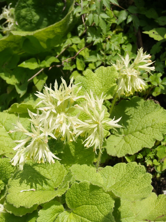 P6090085_调整大小.JPG