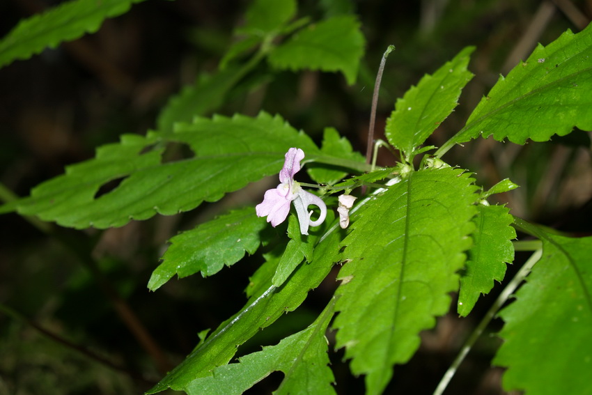 P7094246_调整大小.JPG