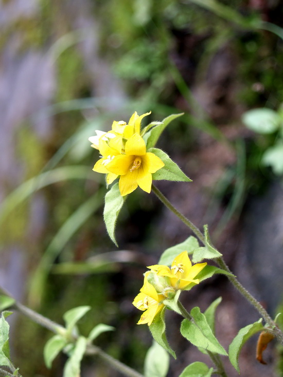 P7033284_调整大小.JPG