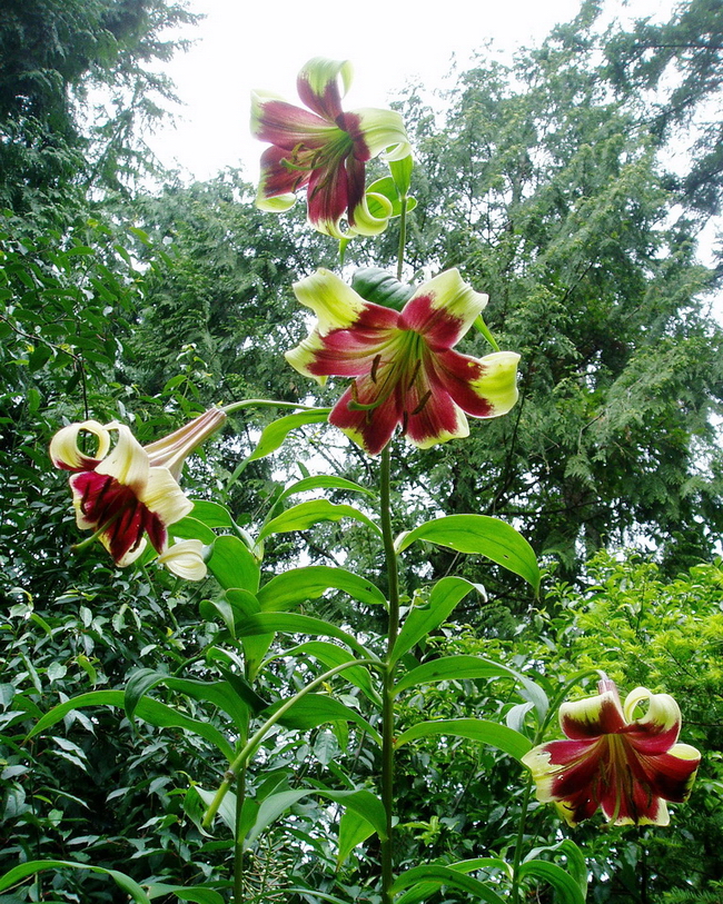 8 紫斑百合 2_调整大小.jpg