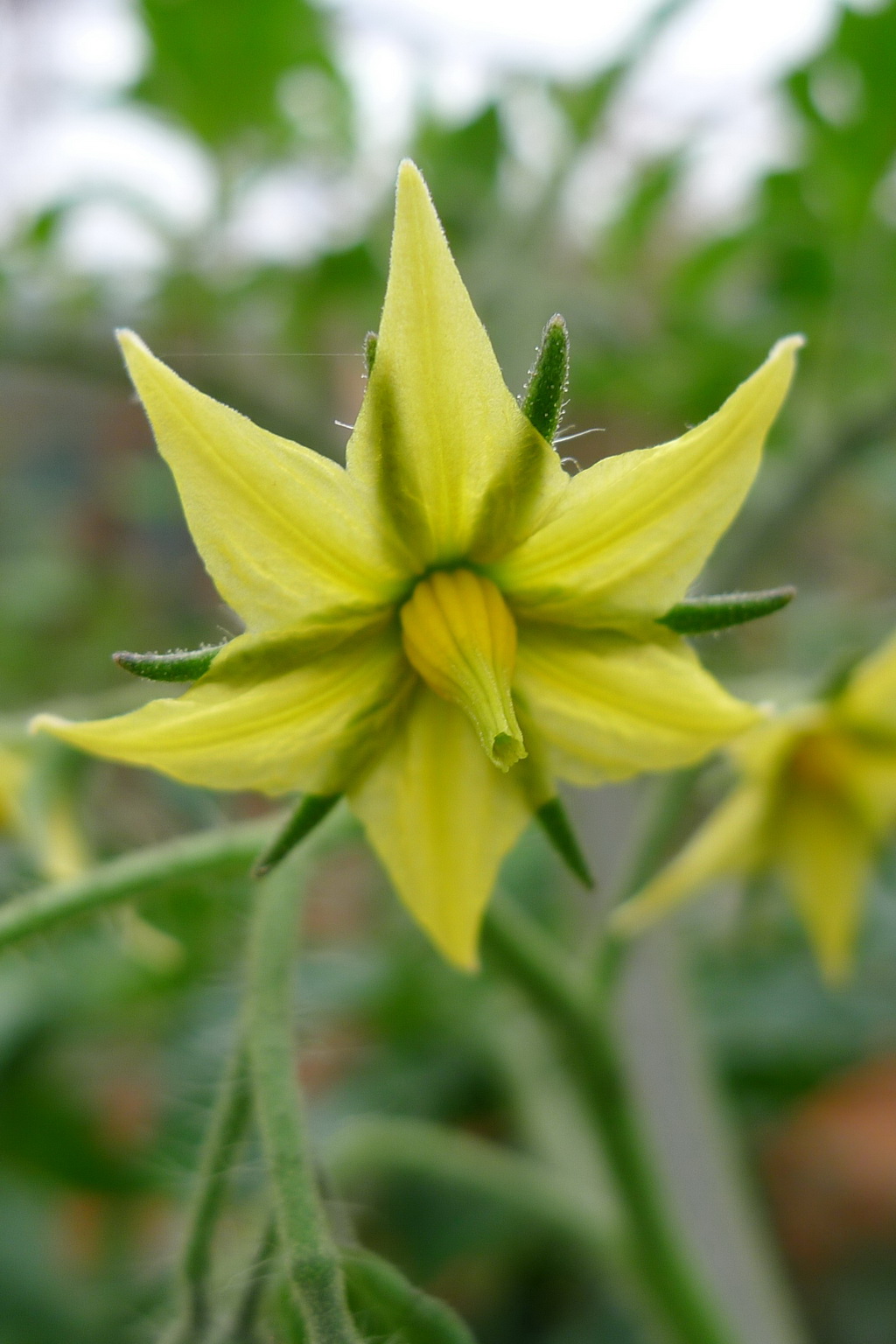 7 西红柿_调整大小.JPG