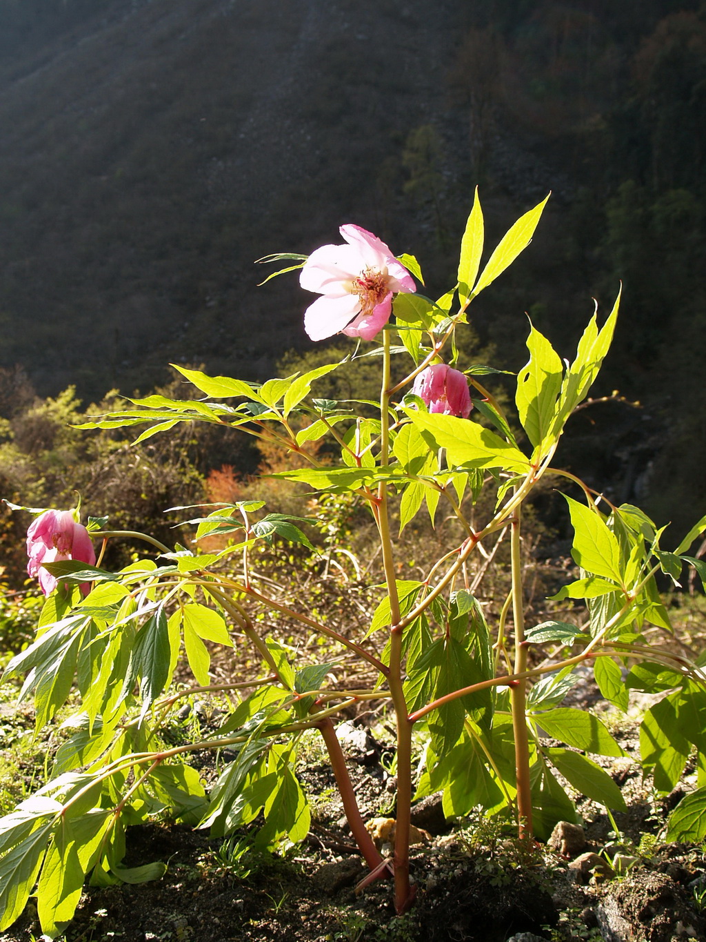 6 美丽芍药 2_调整大小.JPG