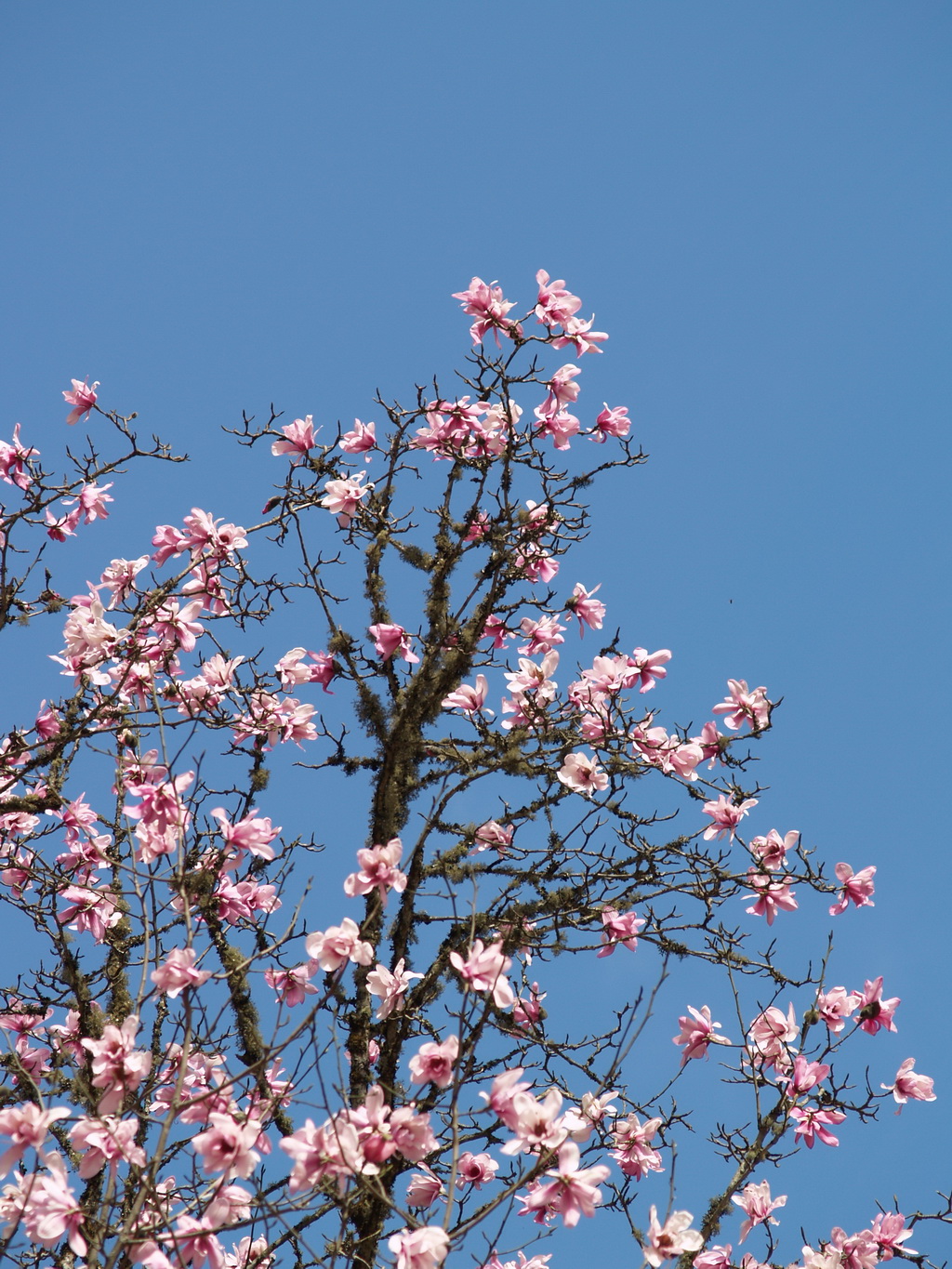 7 康定木兰_调整大小.JPG