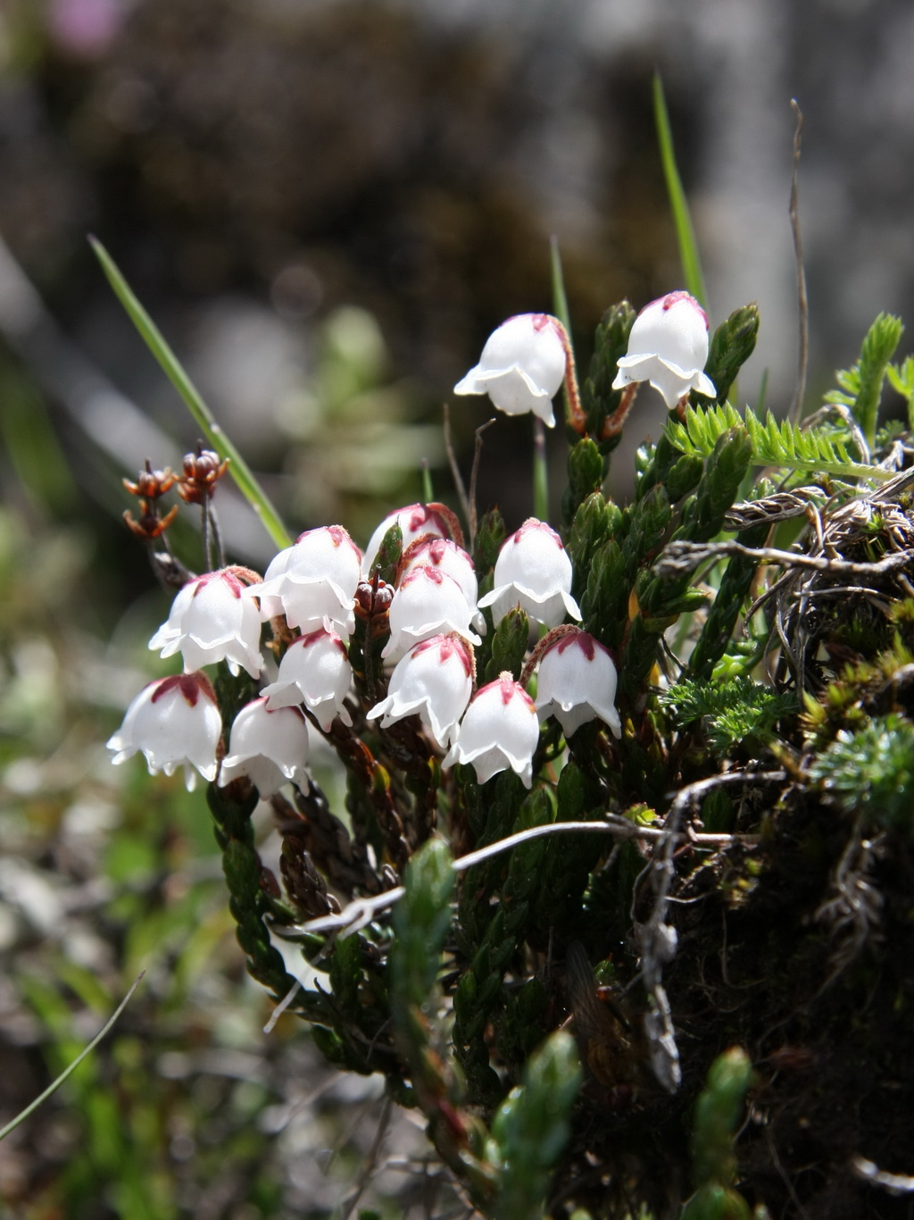 8 岩须 _调整大小.JPG