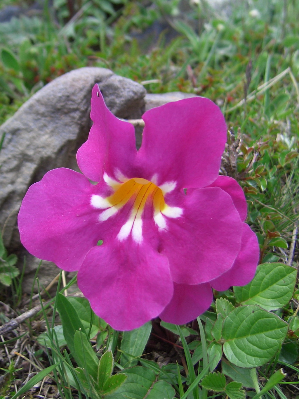 1 鸡肉参_调整大小.JPG