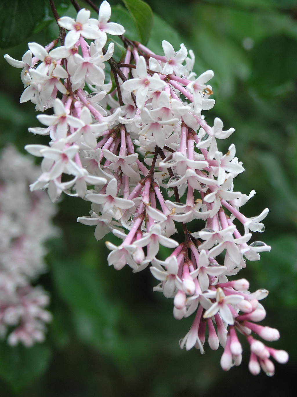 7  四川丁香_调整大小.JPG