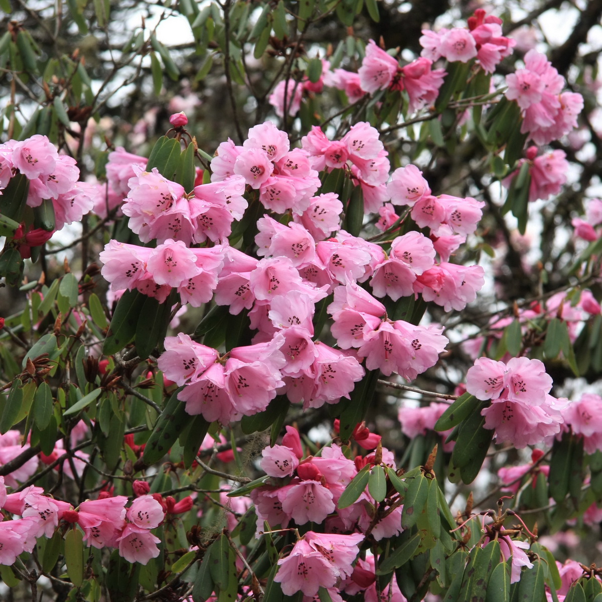 1 山光杜鹃_调整大小.jpg