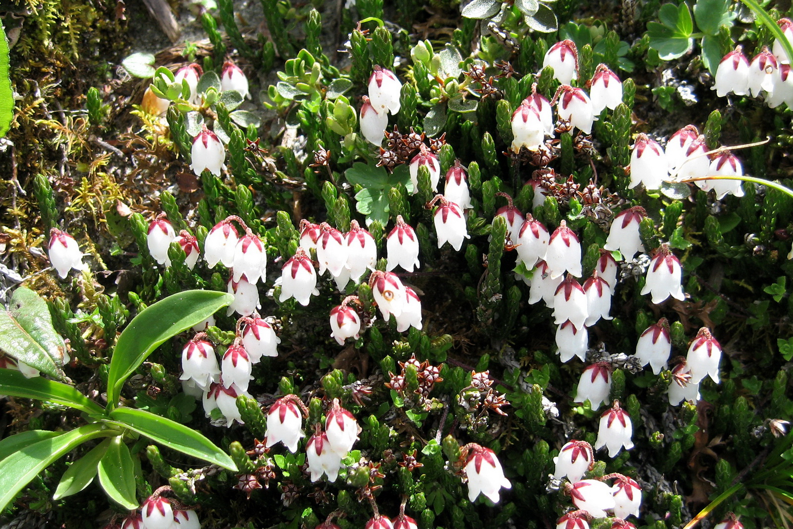 5 岩须  (2)_调整大小.jpg