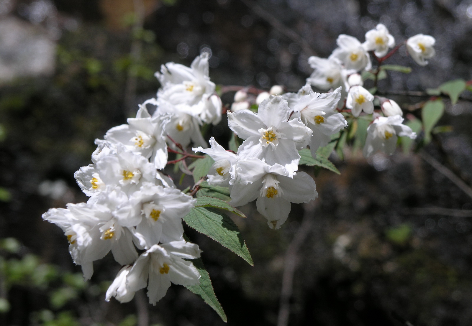 8 大花溲疏_调整大小.JPG