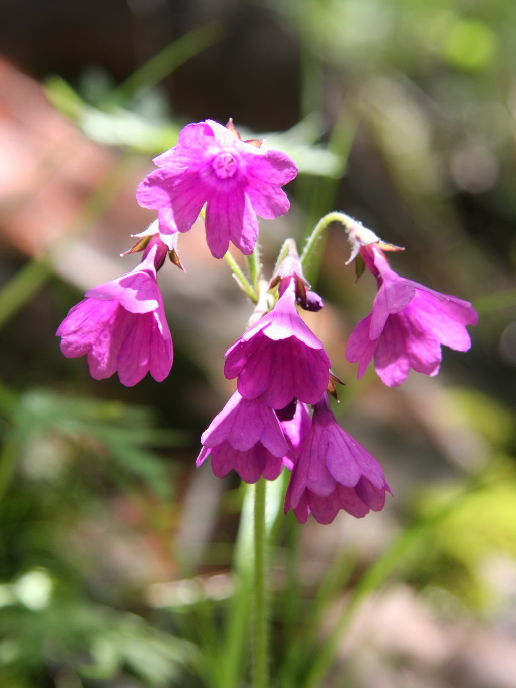 5 假报春_调整大小.jpg