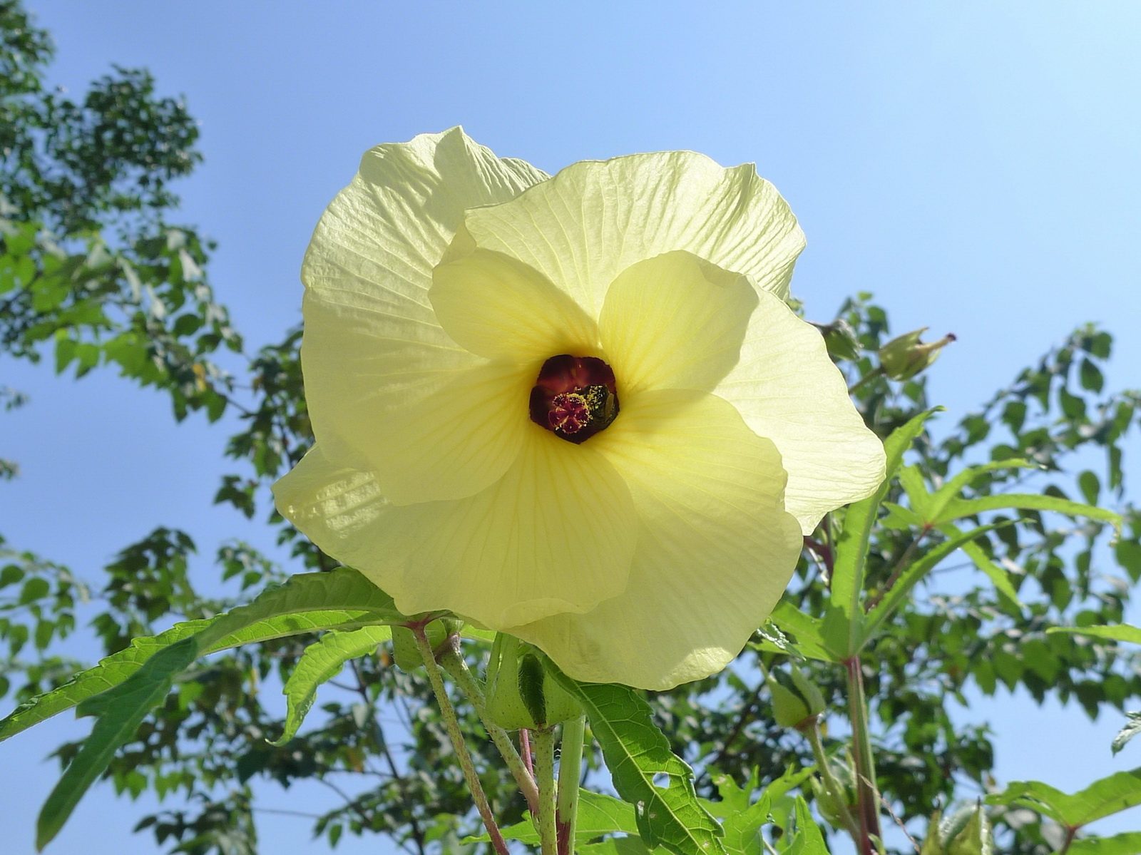 9 黄蜀葵_调整大小.JPG