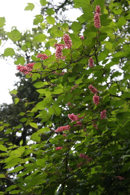 IMG_6614_调整大小.JPG