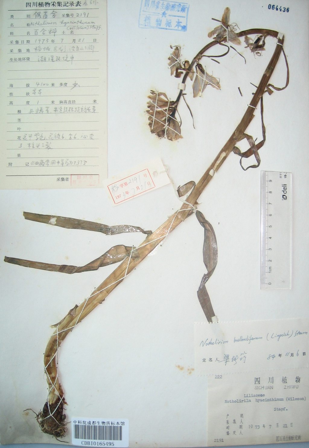 CDBI0165495.jpg