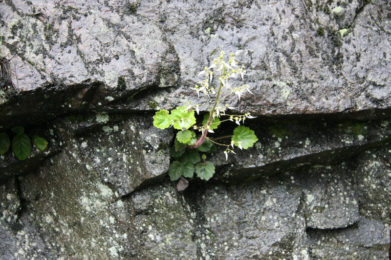 IMG_4959_调整大小.JPG