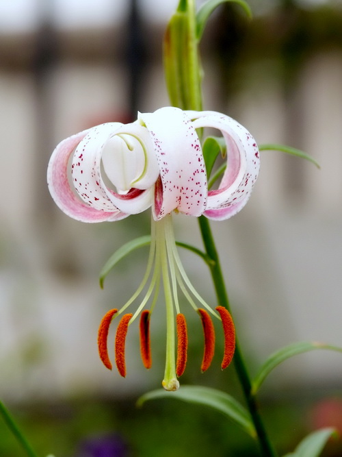 DSCF3611_调整大小.JPG